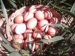 Huevos frescos
